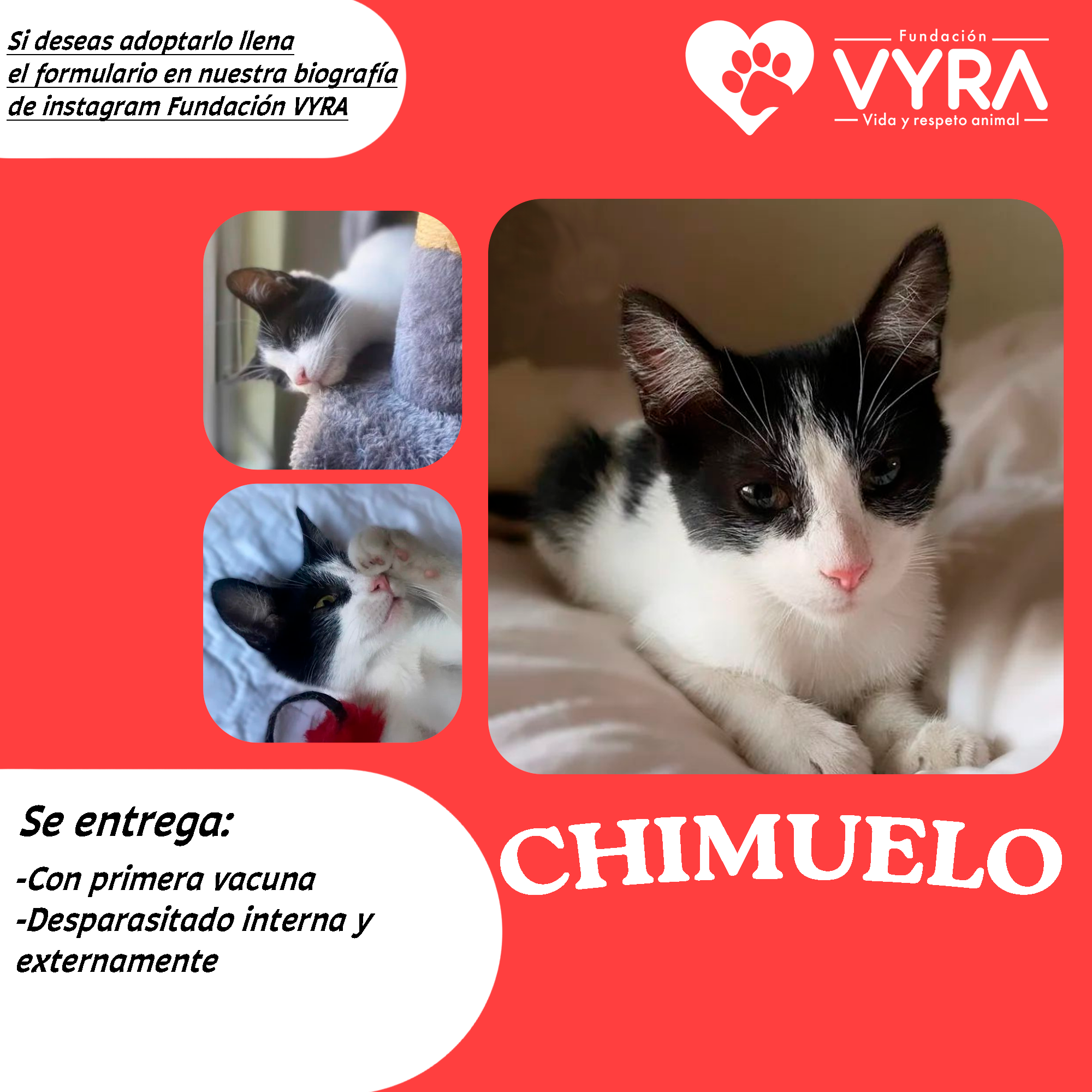 Chimuelo